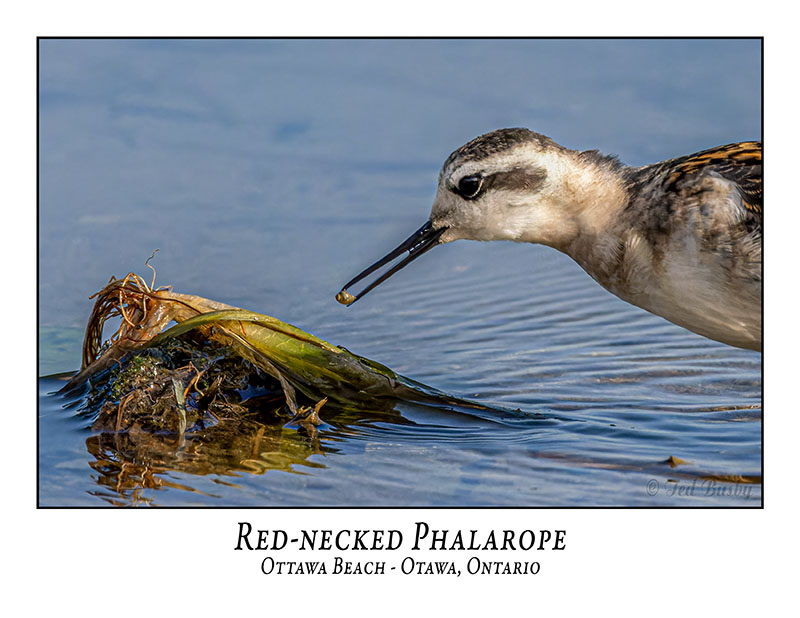 Red-necked Phalarope-006