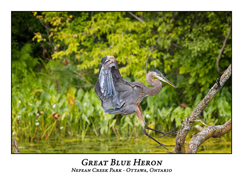 Great Blue Heron-096