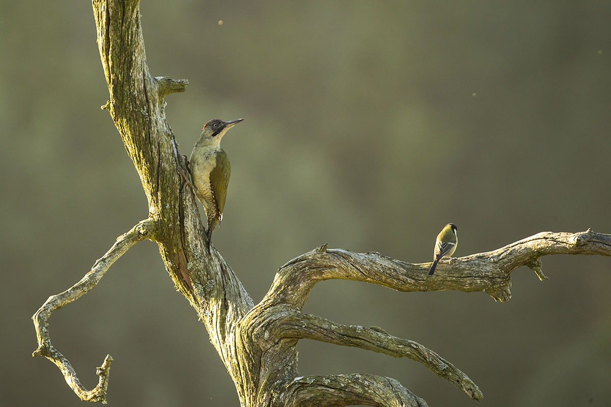 European green woodpecker. Grnnspett