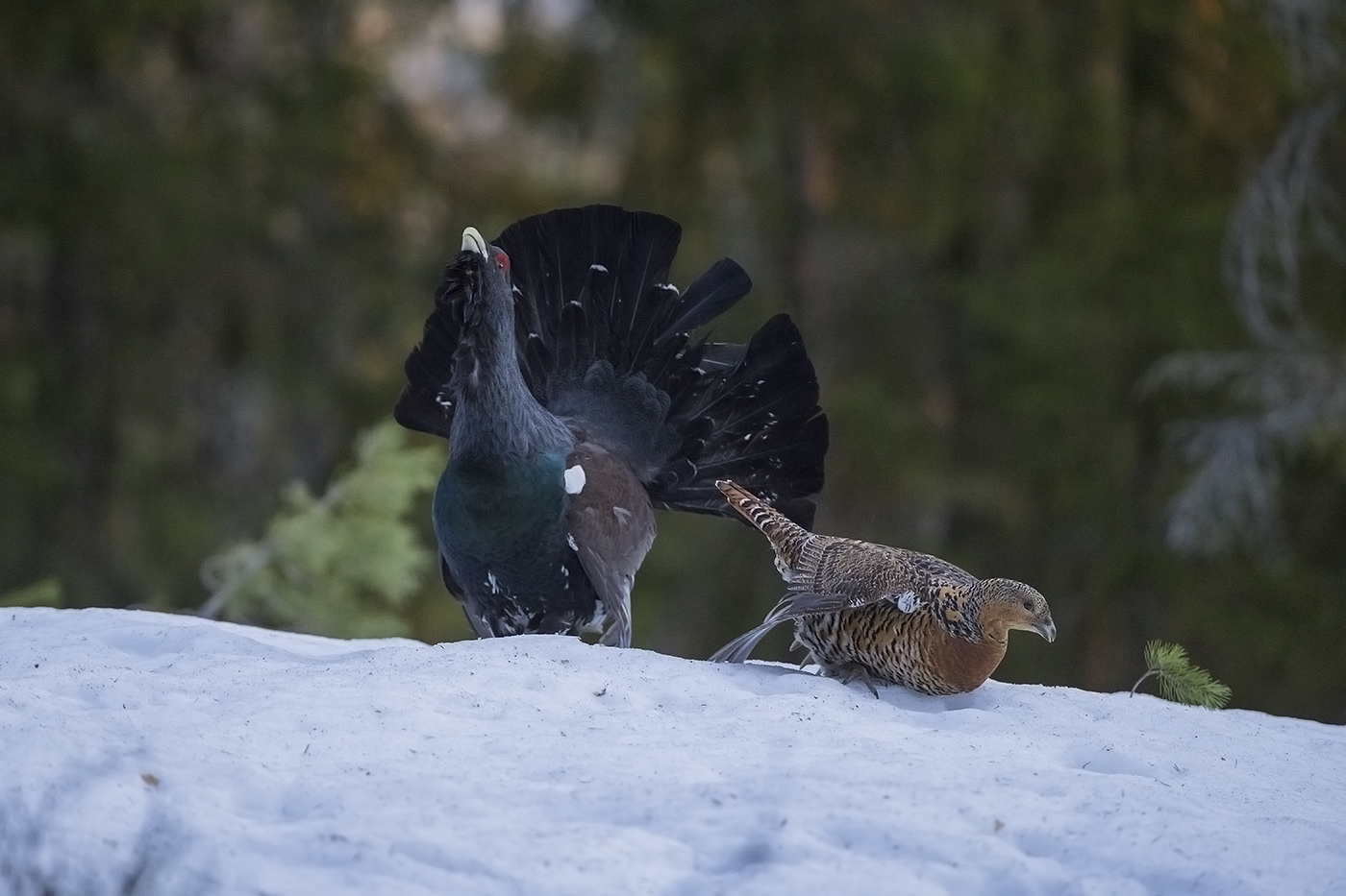 Western Capercaillie. Tiur