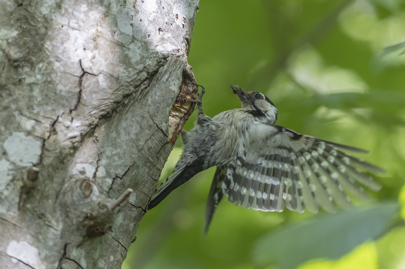 Lesser Spotted Woodpecker. Dvergspett