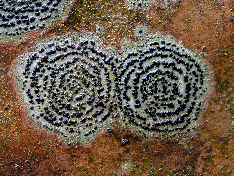Concentric Boulder Lichen