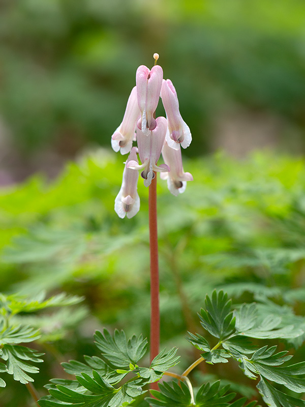 Squirrel Corn