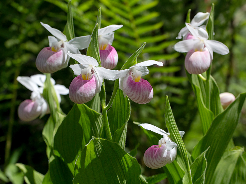 Showy Ladys Slipper Orchids