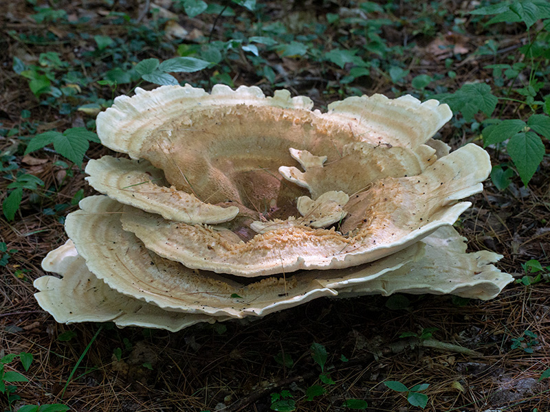 Berkeley&rsquo;s Polypore Mushroom photo - Tim Lyons photos at pbase.com