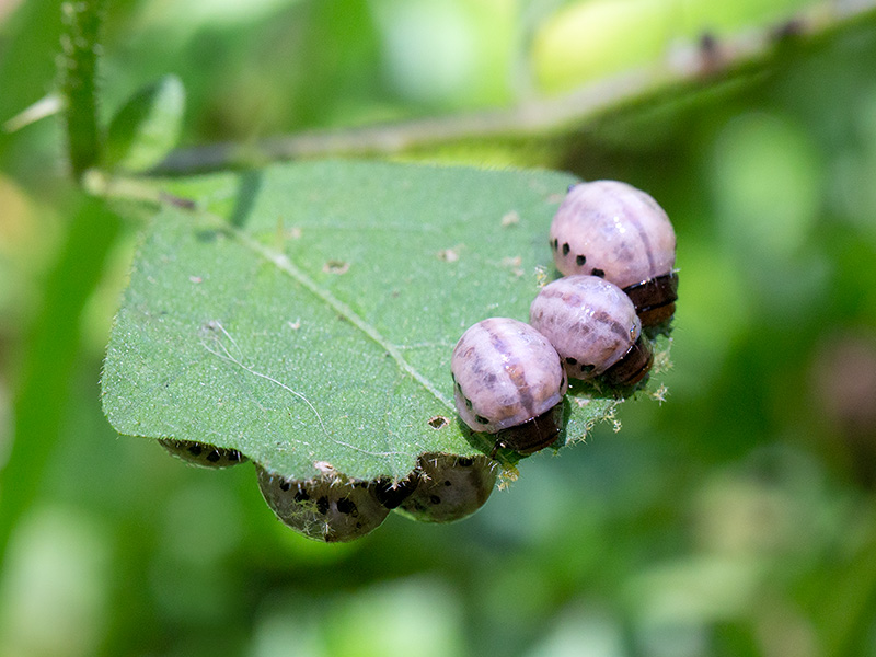 False Potato Beetle Larvae