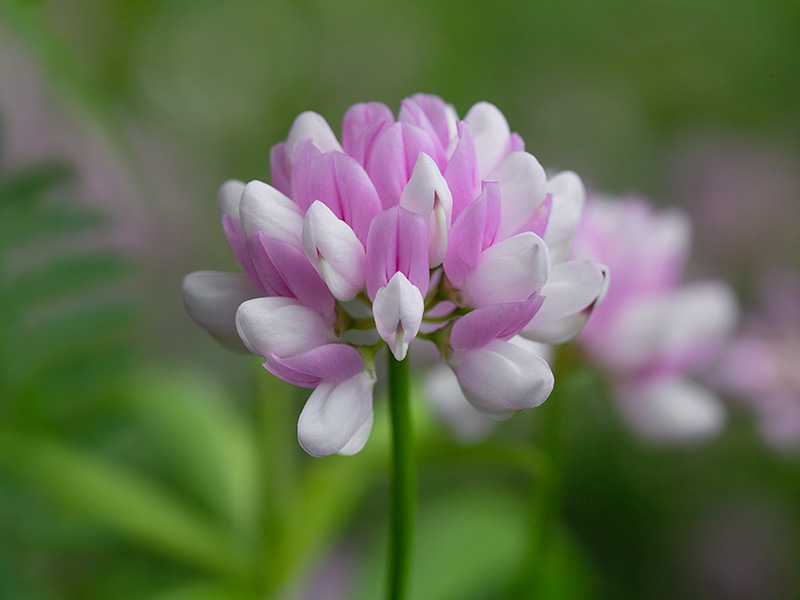 Crown Vetch