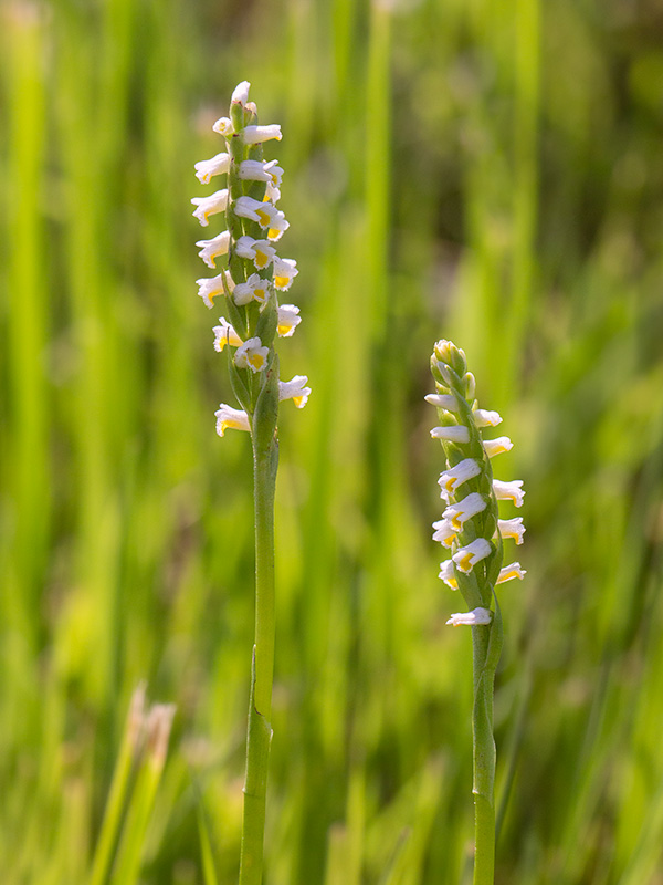 Wide-leaved Ladies-tresses Orchid