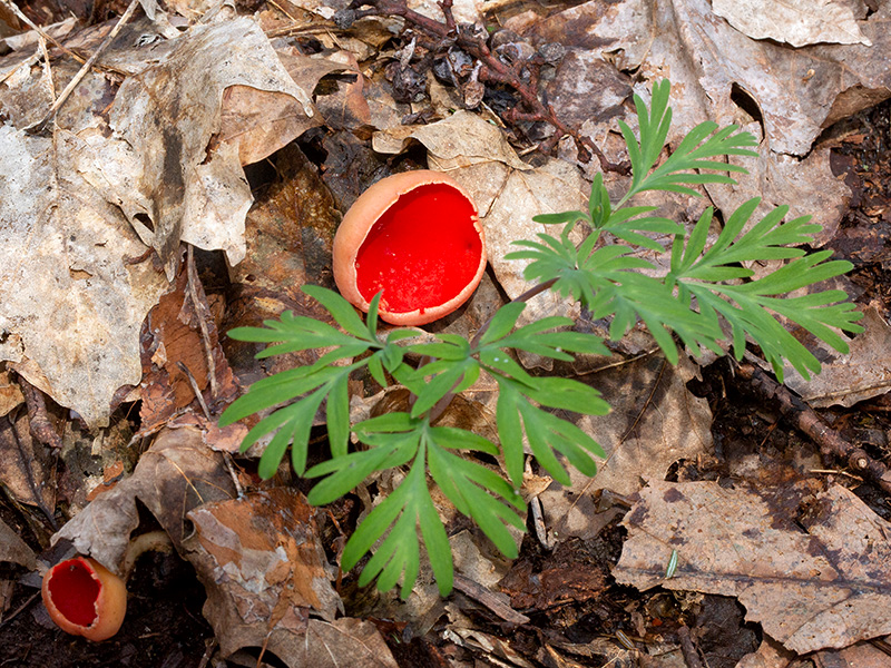 Scarlet Elfcup Fungus