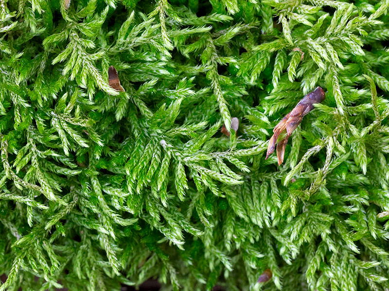 Lesser Plait Moss