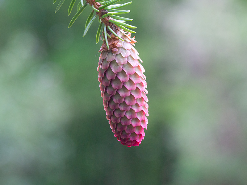 Blue Spruce Tree Immature Cone