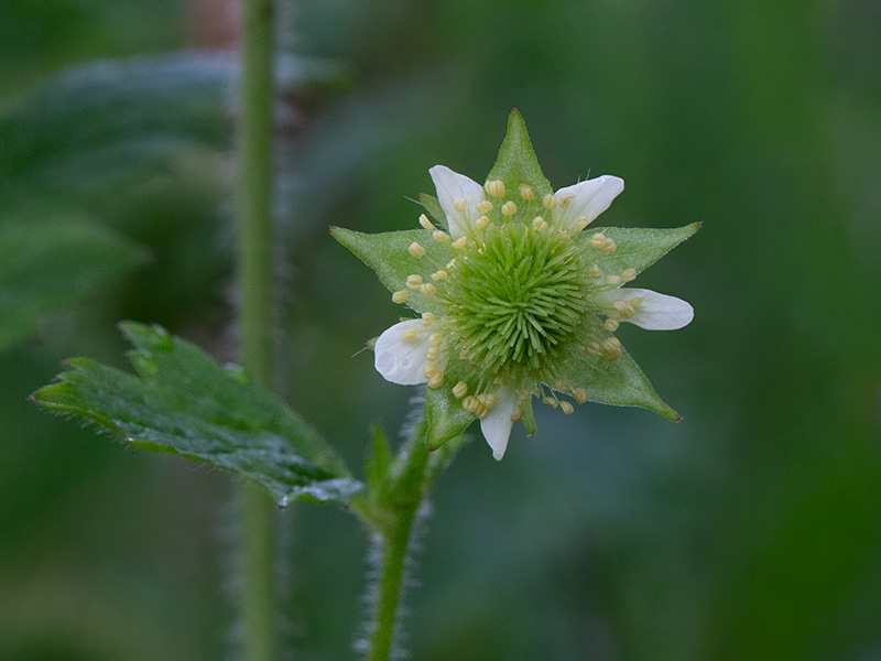 Rough Avens