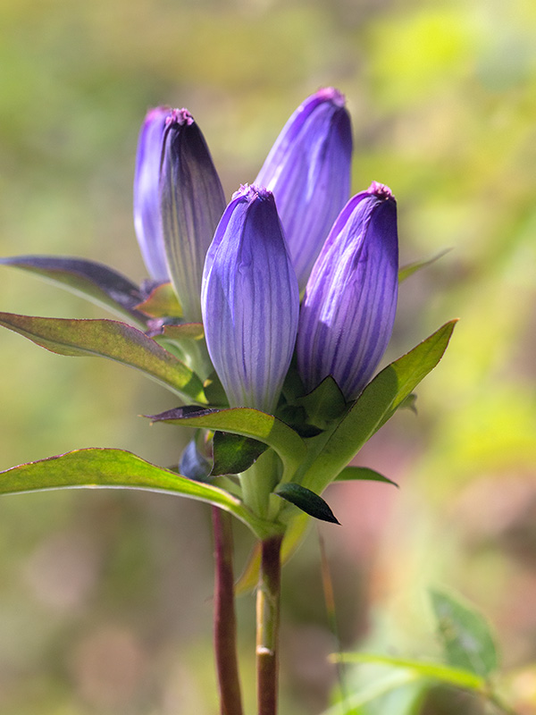 Andrews Bottle Gentian