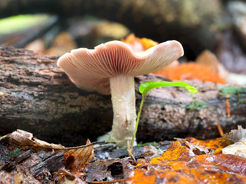 Straight-stalked Entoloma Mushroom