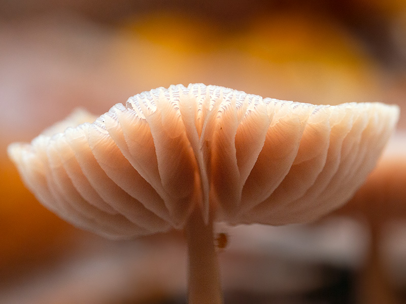 Bleeding Bonnet Mushrooms