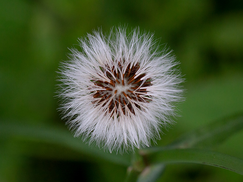 Common Sow Thistle Fruit