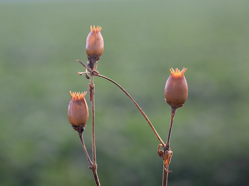 White Campion Fruit