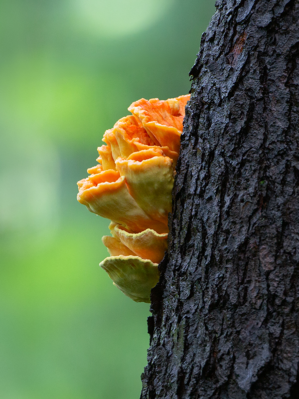 Chicken of the Woods Mushrom