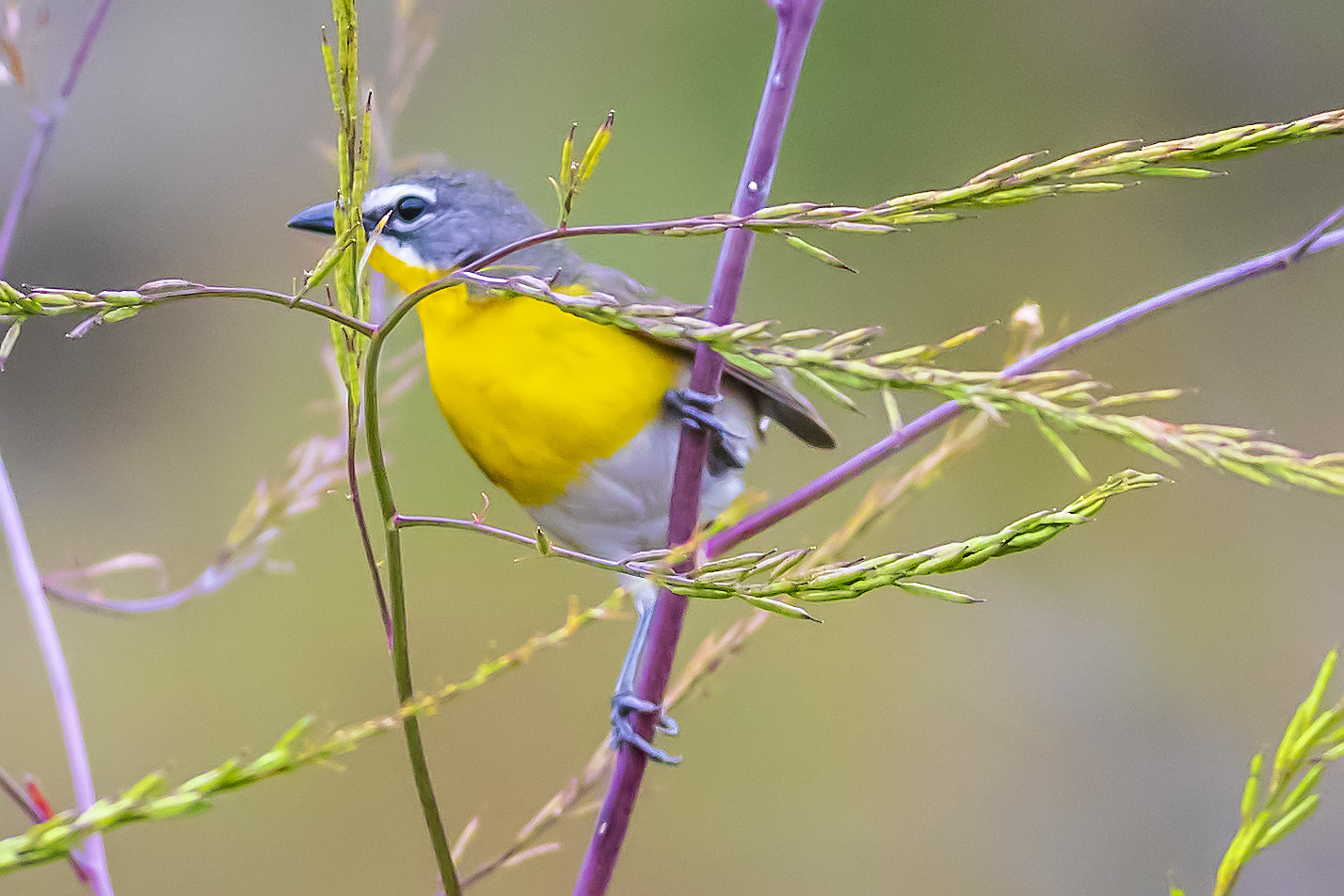 Yellow-breasted Chat