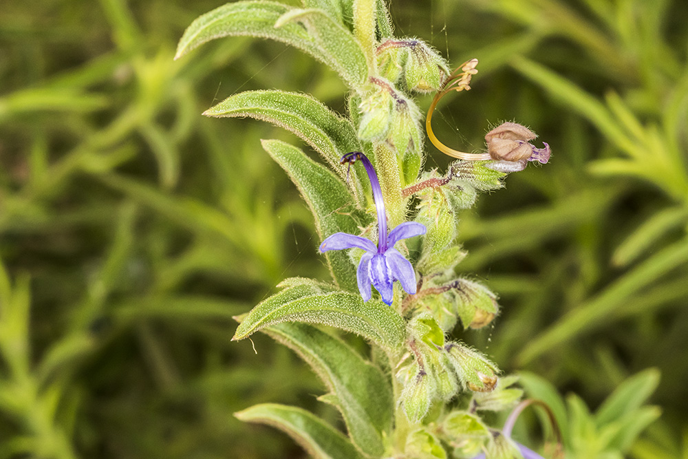 Wooly Blue Curls (<em>Tichostema lanatum</em>)
