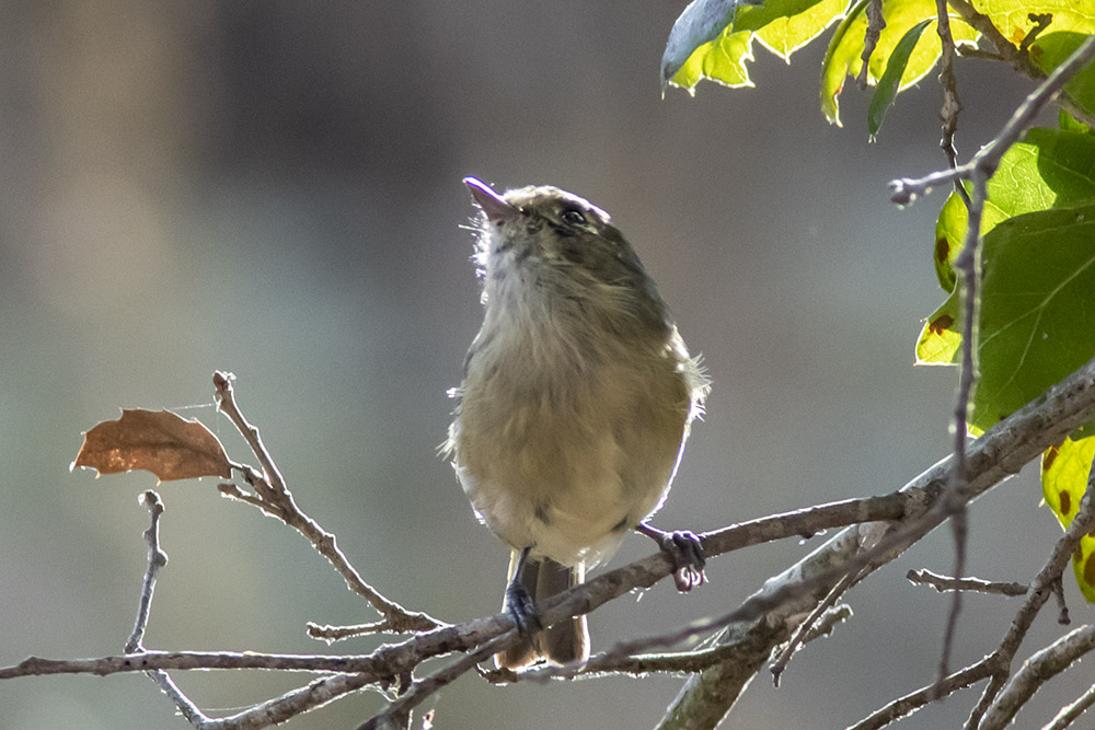 Ruby-crowned Kinglet