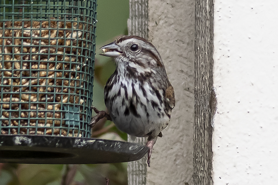 Song Sparrow