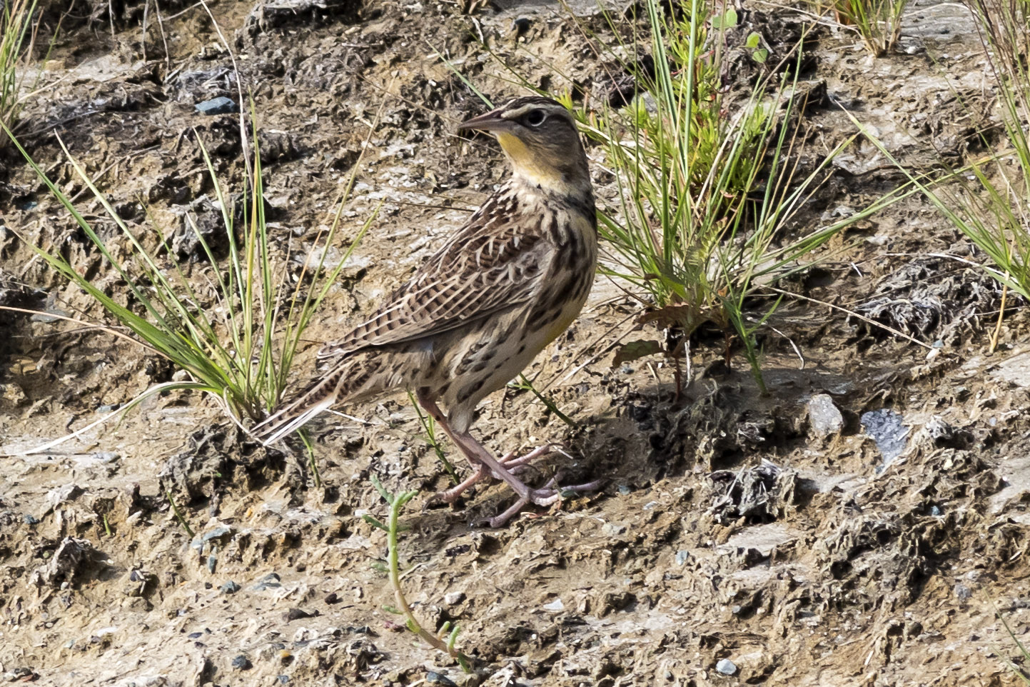 Western Meadowlark