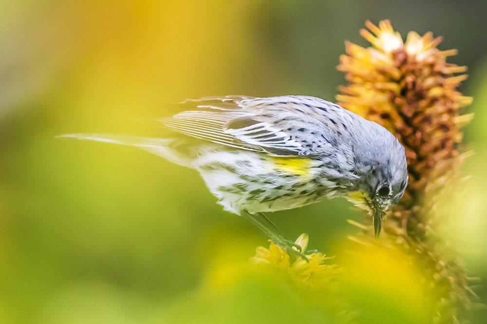 Yellow-rumped Warbler