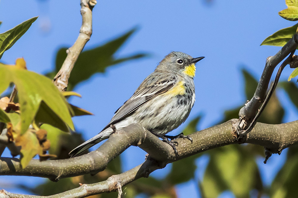 Yellow-rumped Warbler