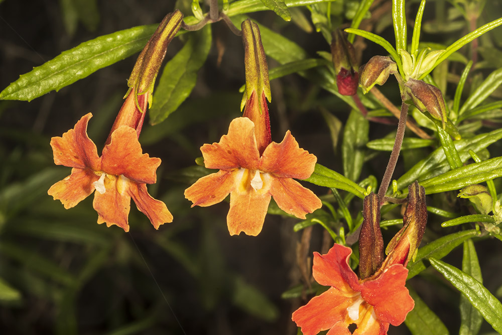 Scarlet Monkeyflower (<em>Erythranthe cardinalis</em>)