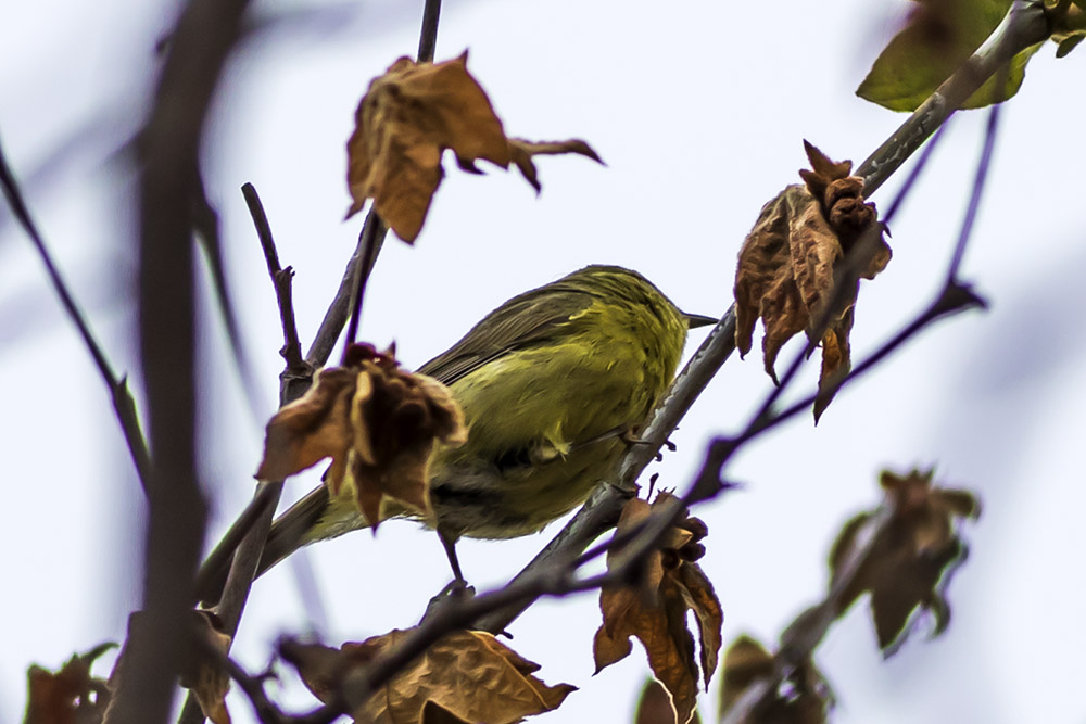 Orange-crowned Warbler