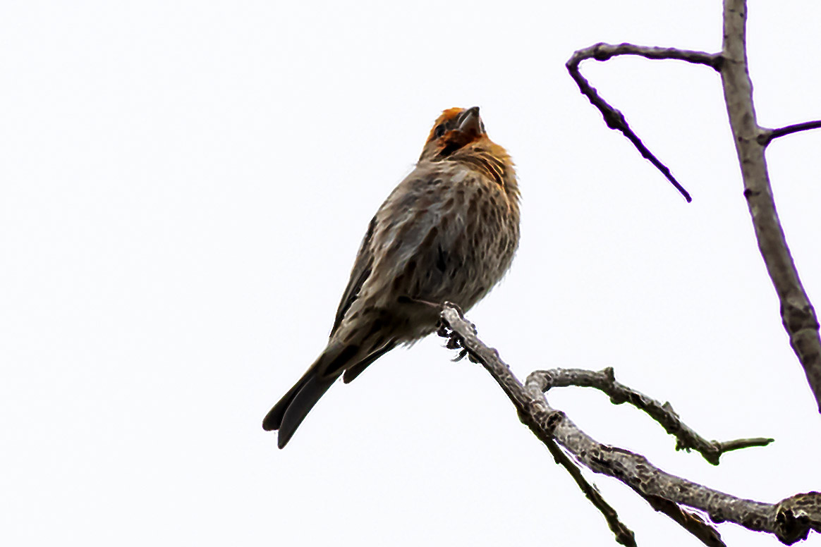 House Finch