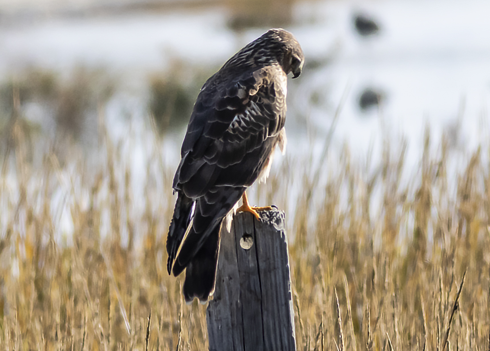 Northern Harrier