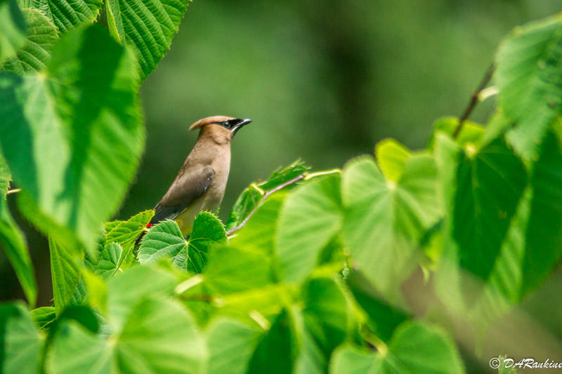 Cedar Waxwing II