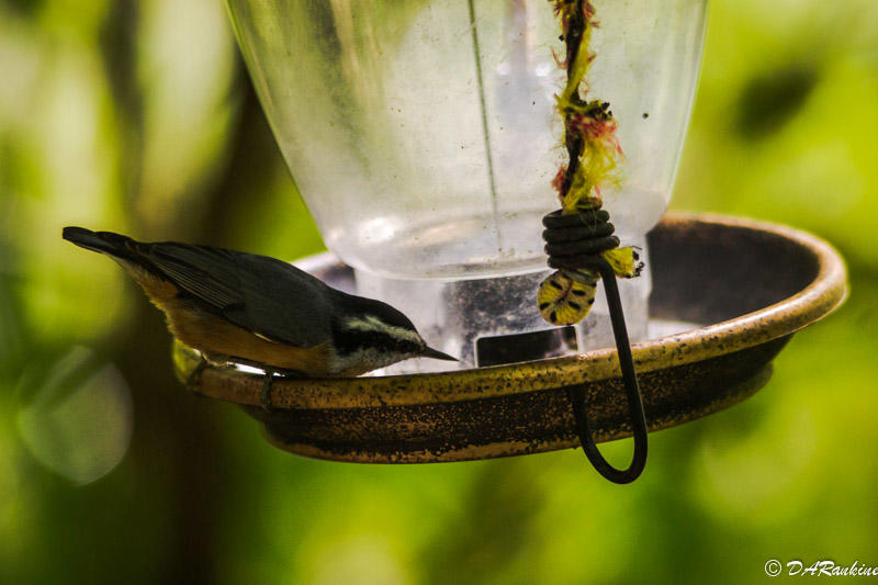 Red-brested Nuthatch at Feeding Station I