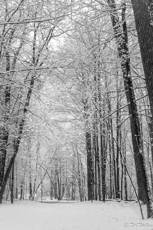 Trees in the park where I walk