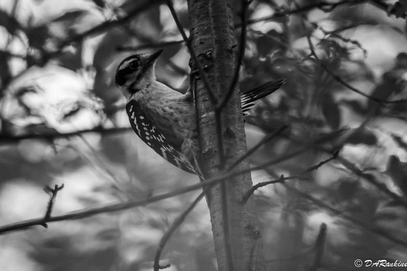 Hairy Woodpecker