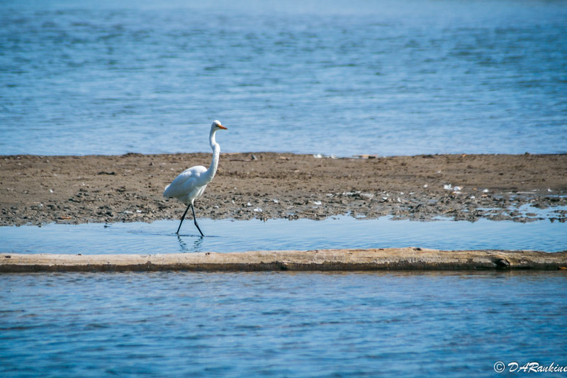 Egret Between Sandbars