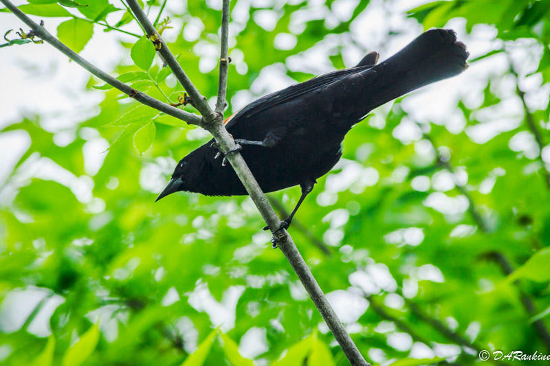 Redwing Blackbird 