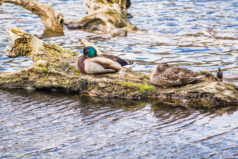 Ducks at Rest