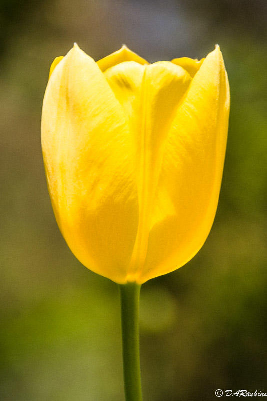 Tulip for Jaqueline