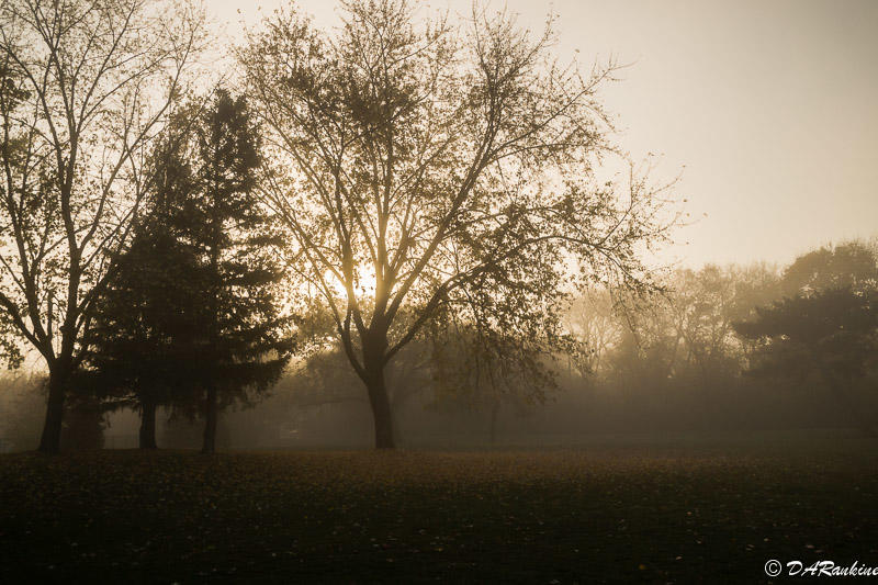 The Mornings Fog V