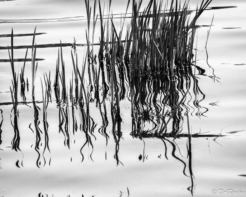 Reeds II