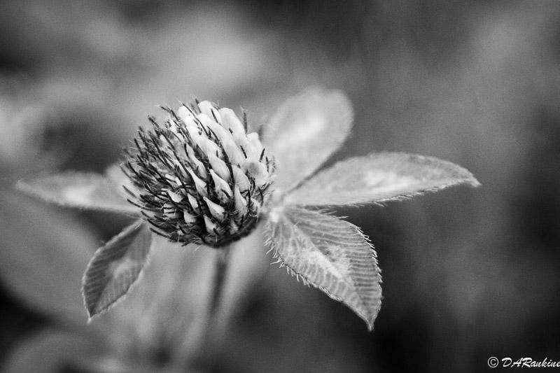 Clover
