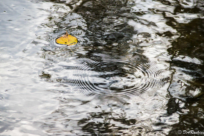 Beech Leaf and Water Skippers Ripples