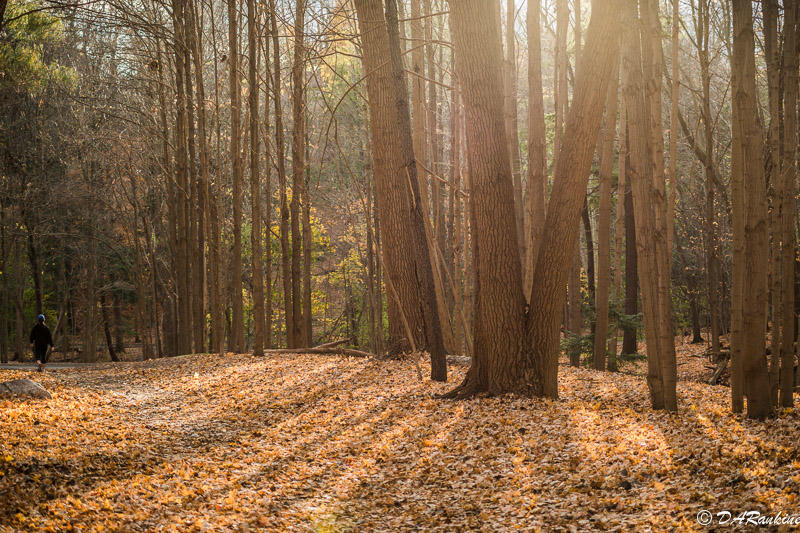 Afternoon Sunlight