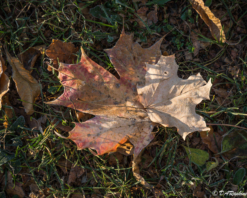 A Light Frost