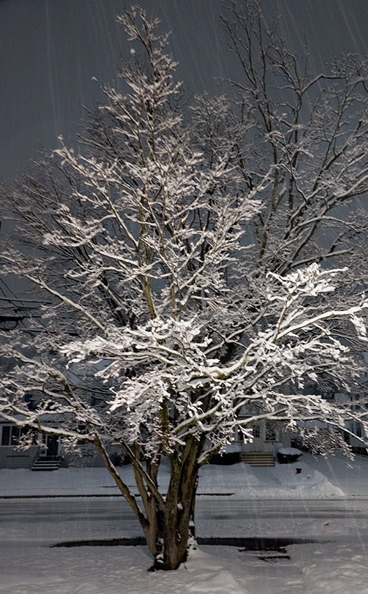 Japanese Maple in winter storm