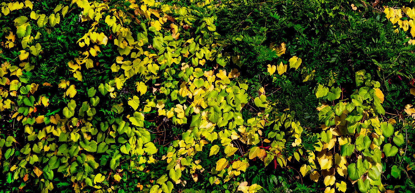 Autumn in our backyard