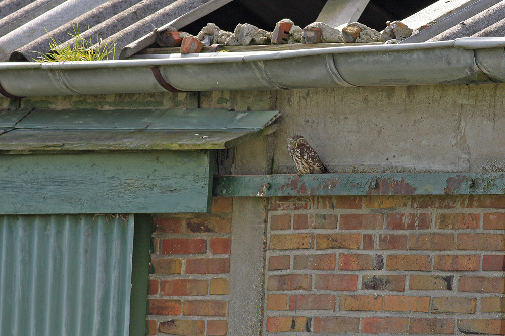 Steenuil - Little Owl - Athene noctua